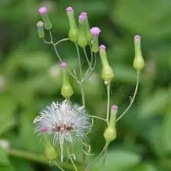 Natural Herbal Plant